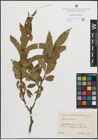 Foto von Salix pentandra L.
